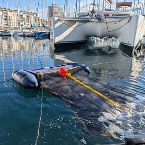 морской беспилотник для сбора отходов