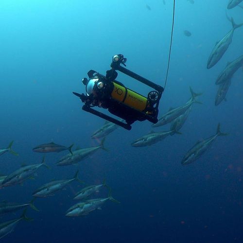 Подводный дрон для фотографии - Luna - Boxfish Research - для киносъемки / для фотограмметрии / с кабелем