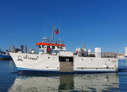 Профессиональный катер универсальное рыболовное судно - OCTOSEA - Estaleiros Navais de Peniche - из композита / для многоцелевого использования